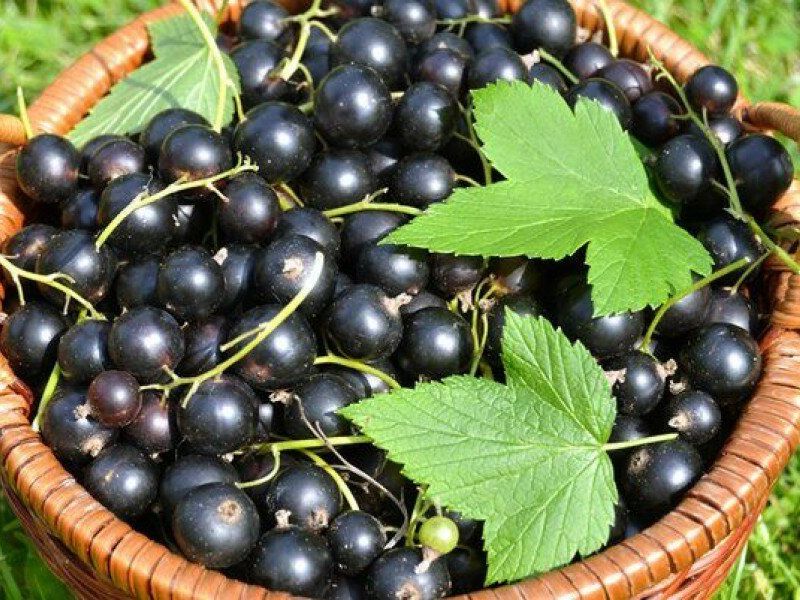 Смородина купить саженцы из питомника в Токмаке