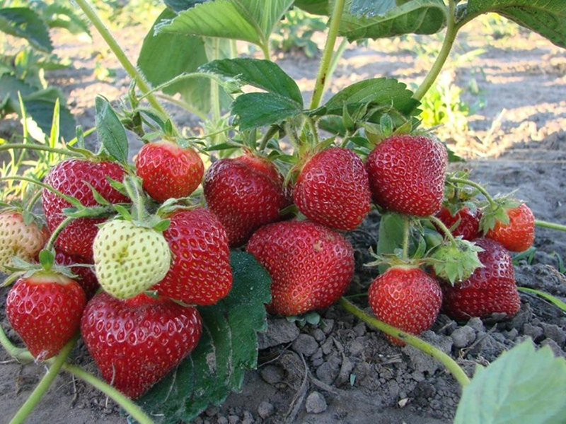 Клубника купить саженцы из питомника в Токмаке
