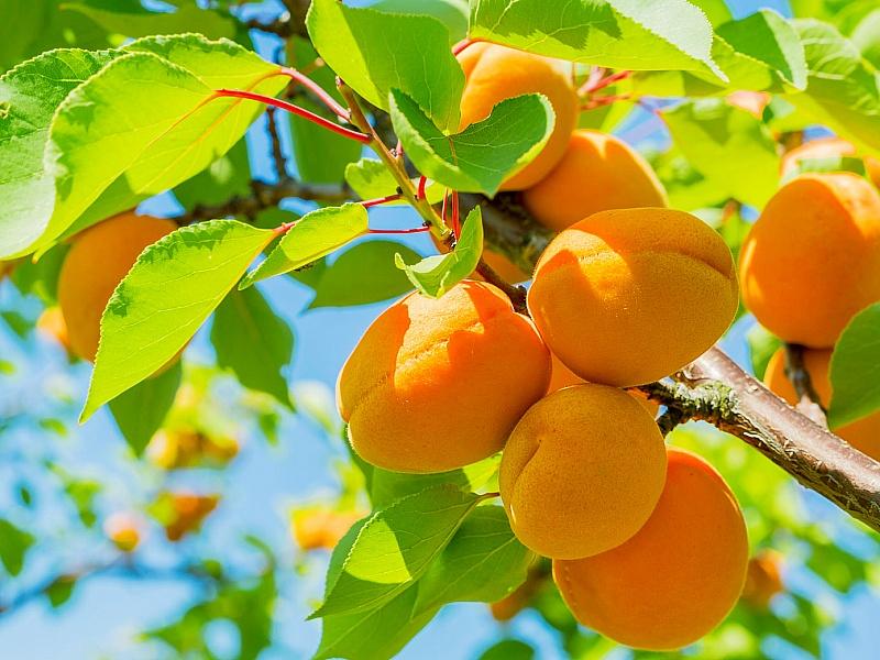 Абрикос купить саженцы из питомнике в Токмаке