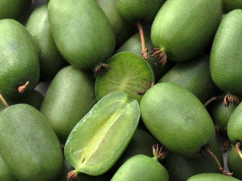 Актинидия купить саженцы из питомнике в Токмаке