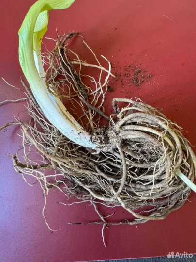 Хоста "БИГ ДЭДДИ"