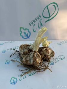 Лилия "ГАРДЕН ПАТИ" 3 штуки (размер 18/20)