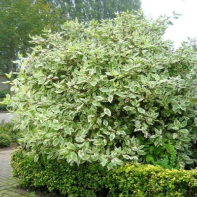 Дерен " Аргентеомаргината" (стакан Р9)