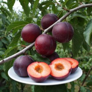 Шарафуга Вельвет Санрайз