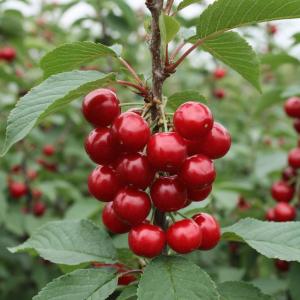 Войлочная вишня "ДЕТСКАЯ" ранняя