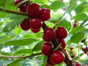 Войлочная вишня "ЛЕТО" СРЕДНЕГО СРОКА СОЗРЕВАНИЯ