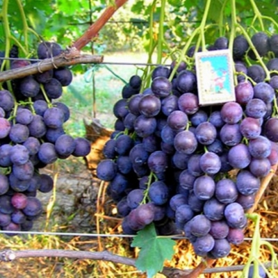 Виноград "КОНСУЛ"
